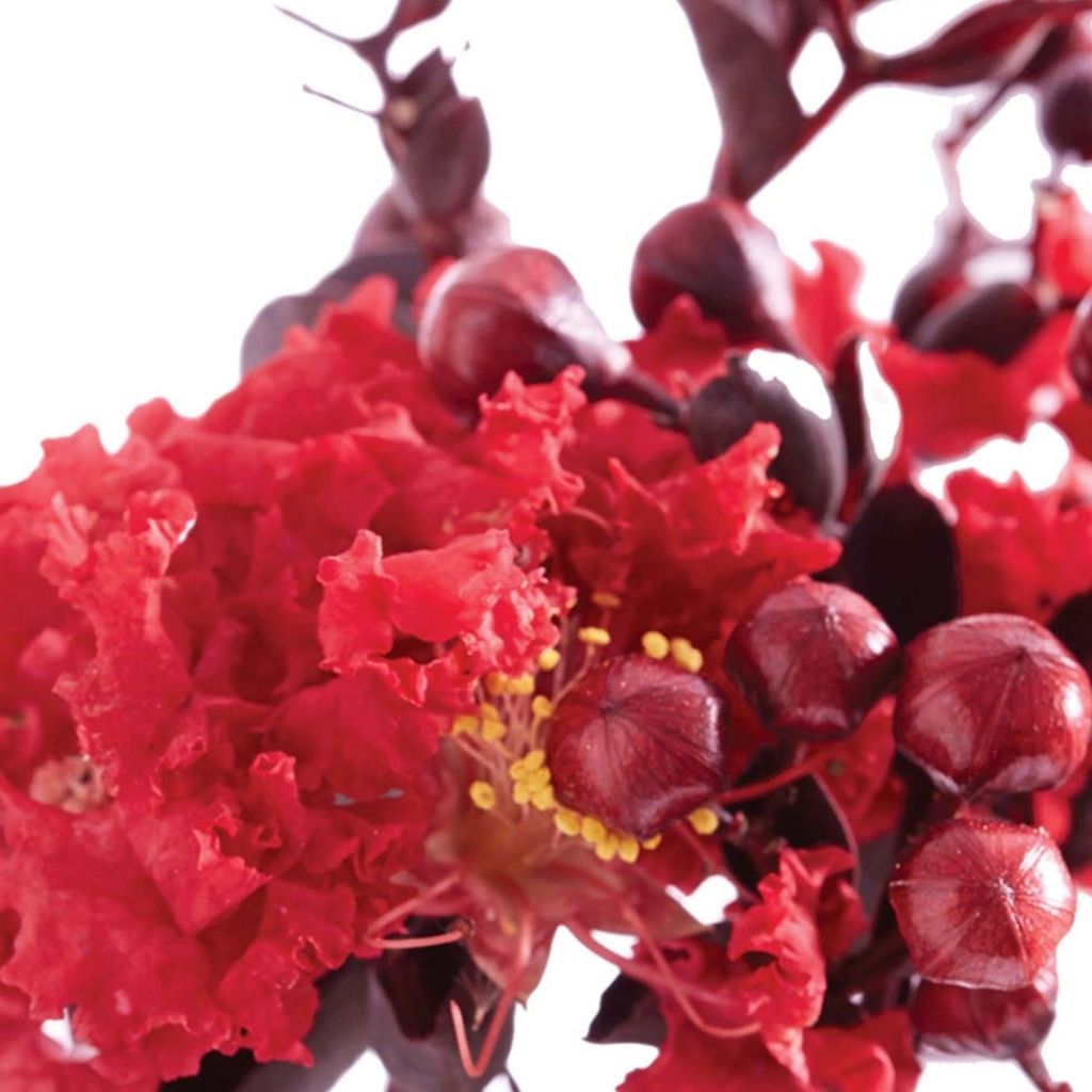 Kiinankutrio Black Solitaire Crimson Red