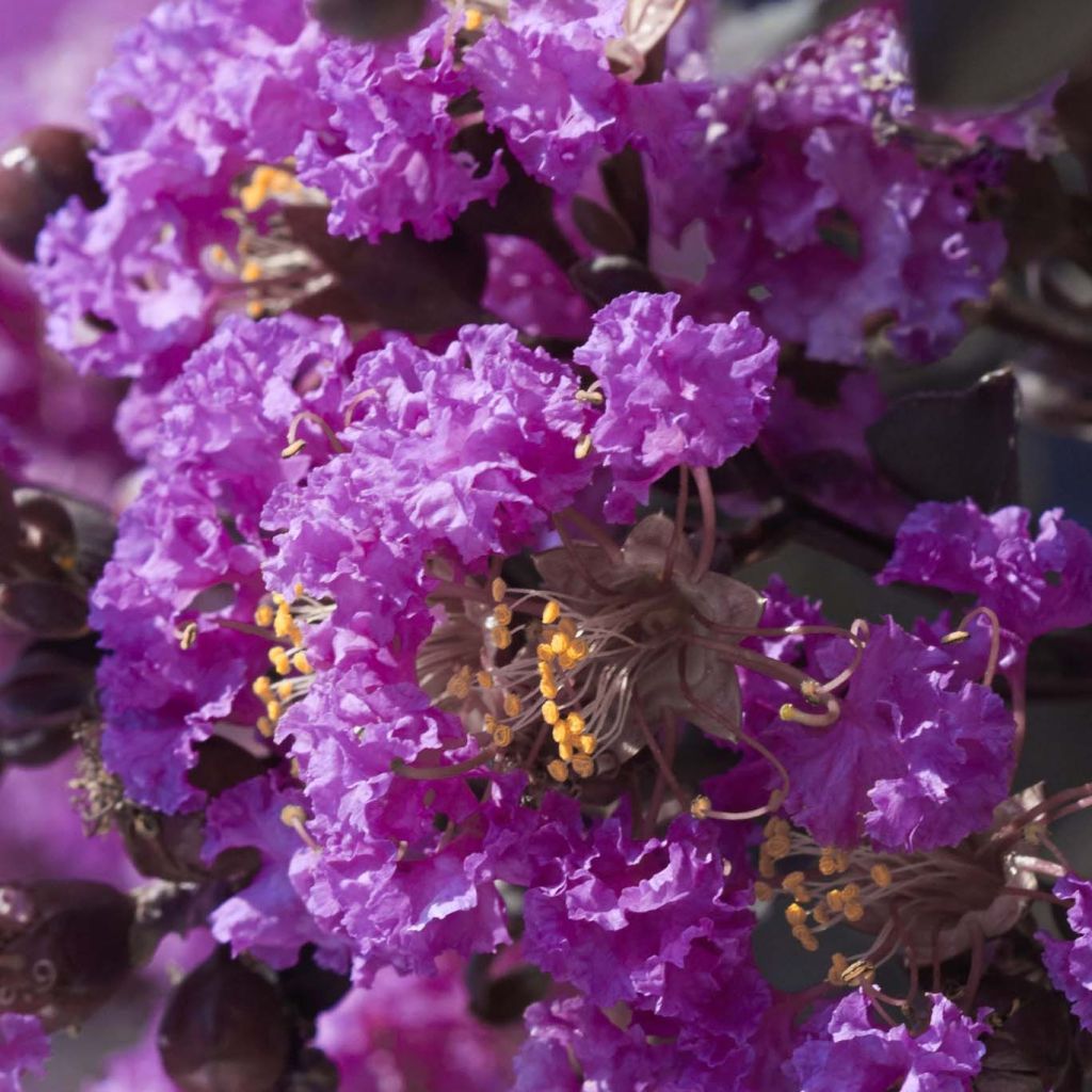 Kiinankutrio Black Solitaire Purely Purple
