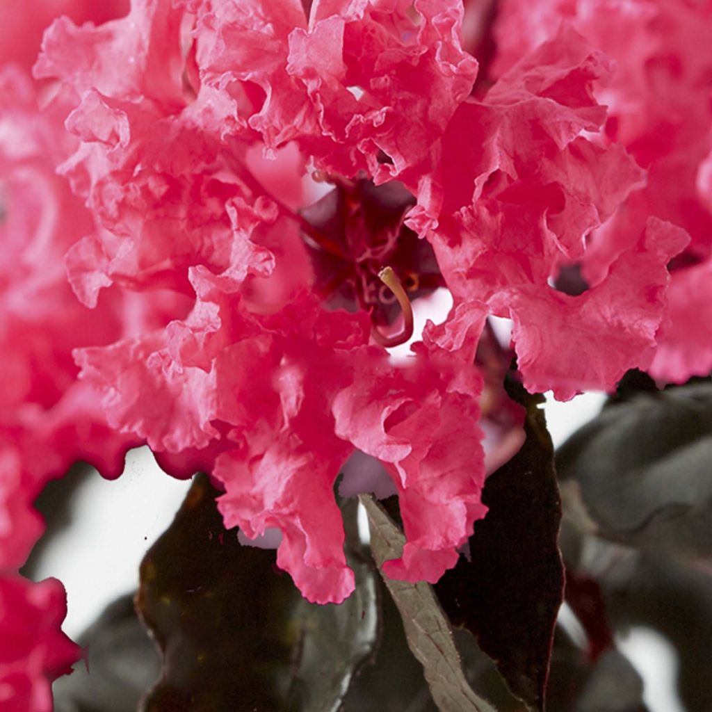 Kiinankutrio Black Solitaire Shell Pink