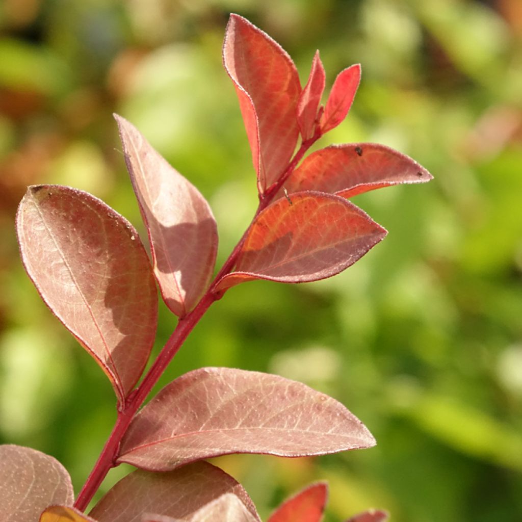Kiinankutrio Cherry