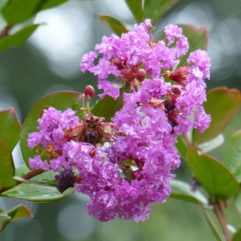 Kiinankutrio Petite Canaille mauve