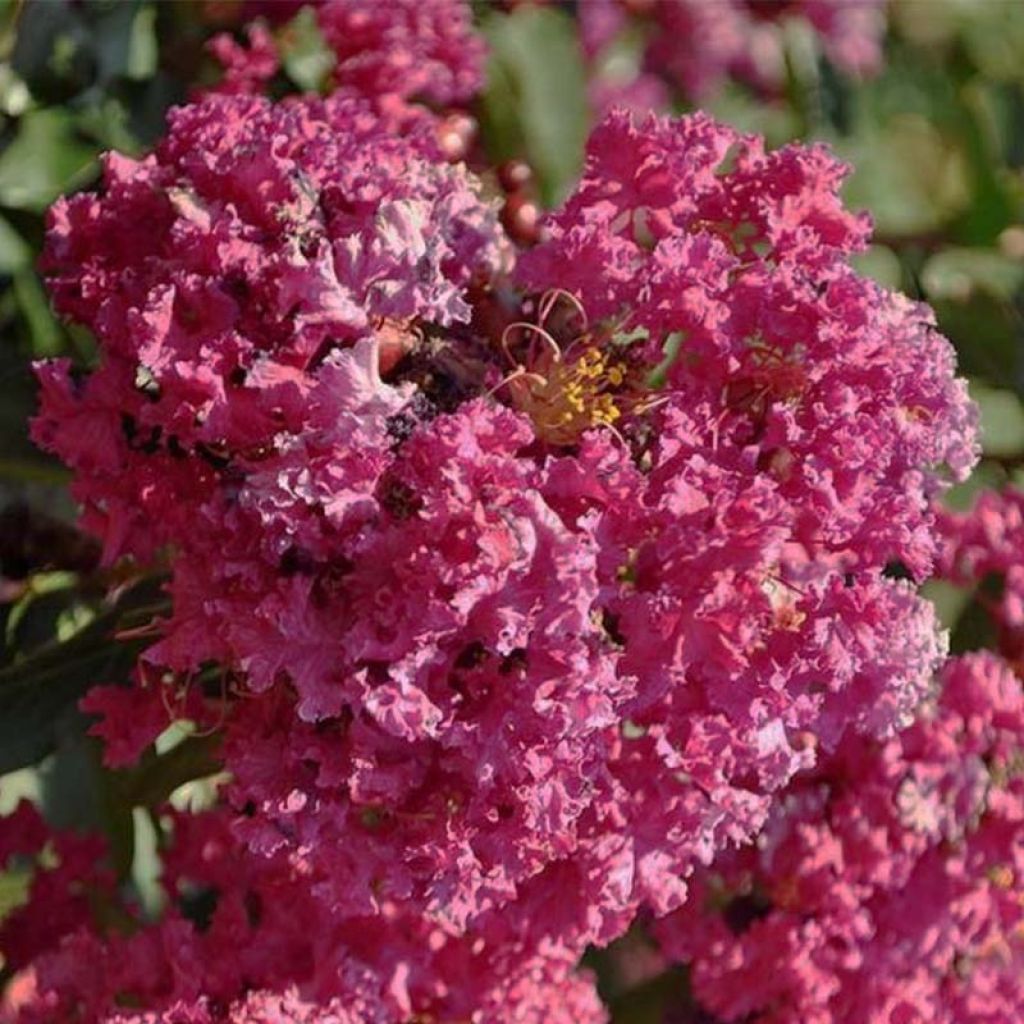 Kiinankutrio Summer Beauty Velma's Royal Delight