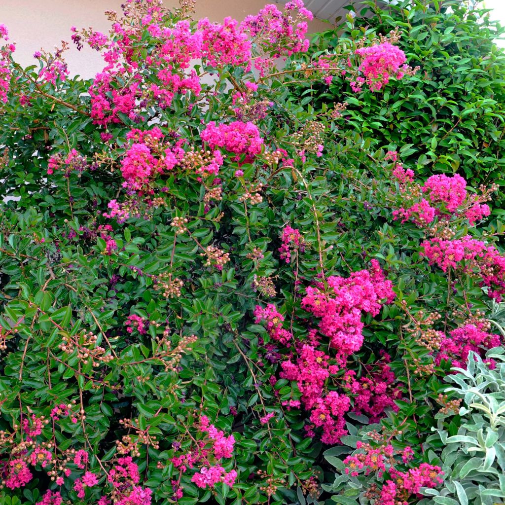Kiinankutrio Mimie Fuchsia