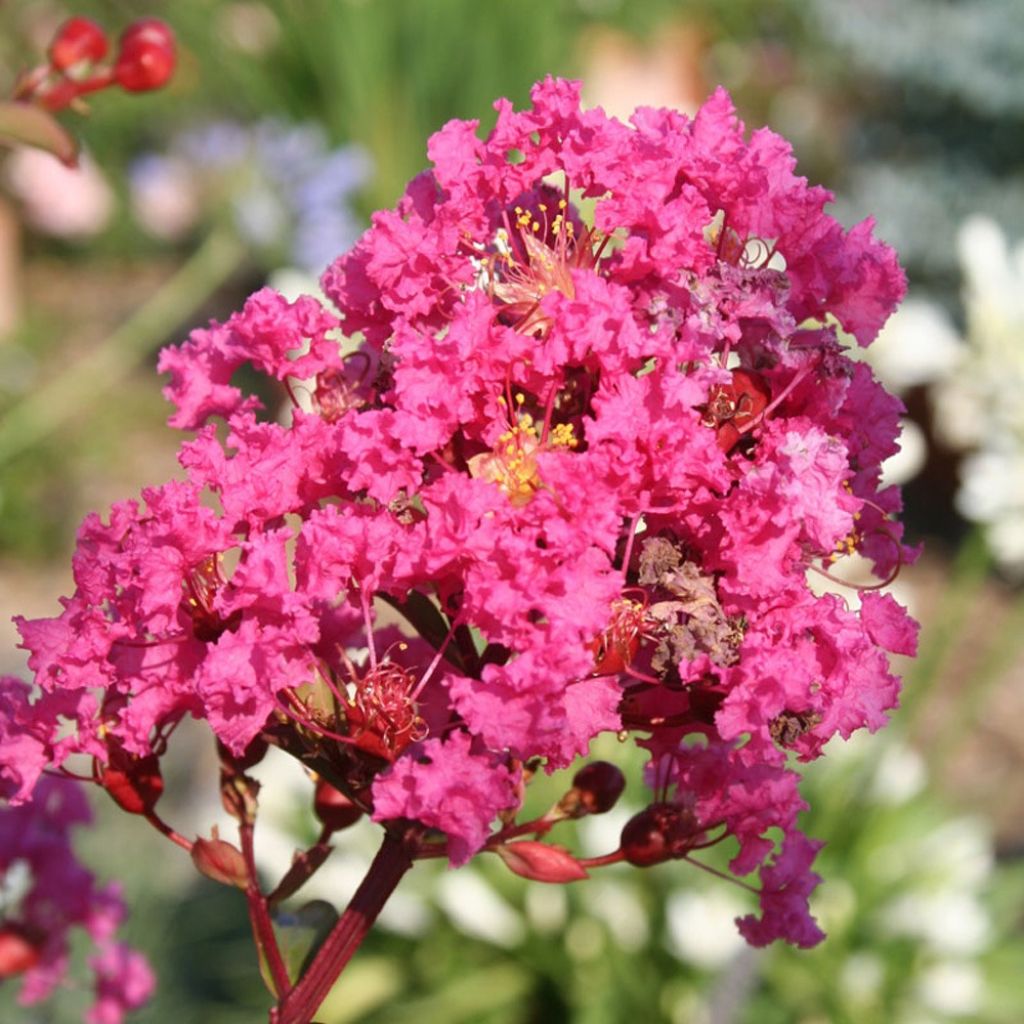 Kiinankutrio With Love Kiss