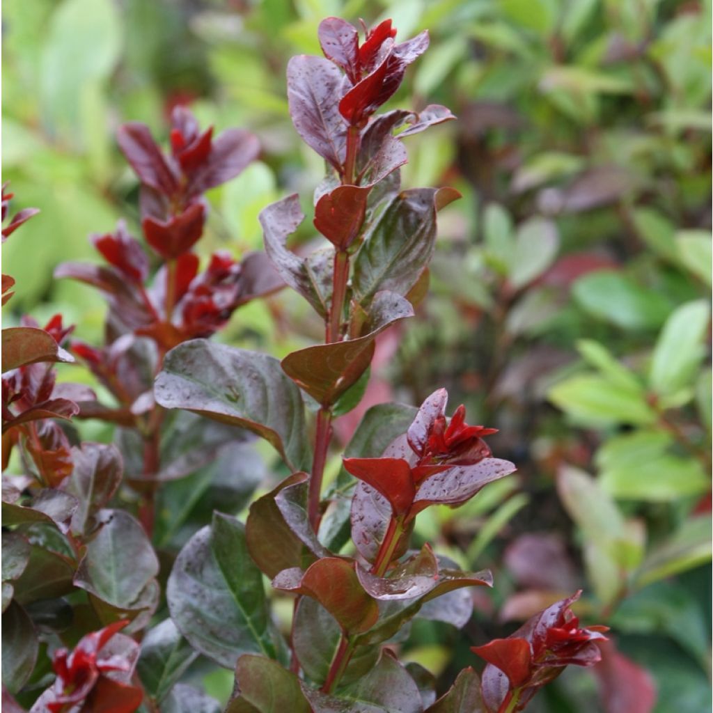 Kiinankutrio Pink Velours