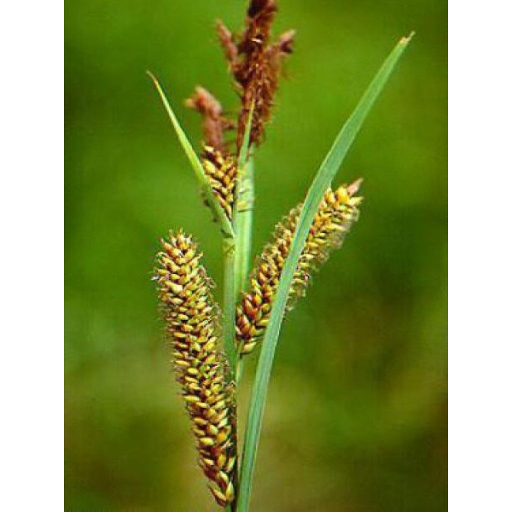 Vankkasara Variegata