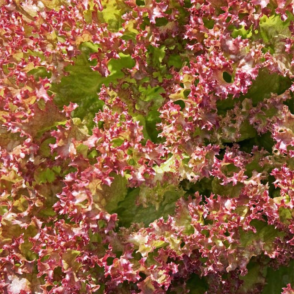 Salaatti Red Salad Bowl luomu