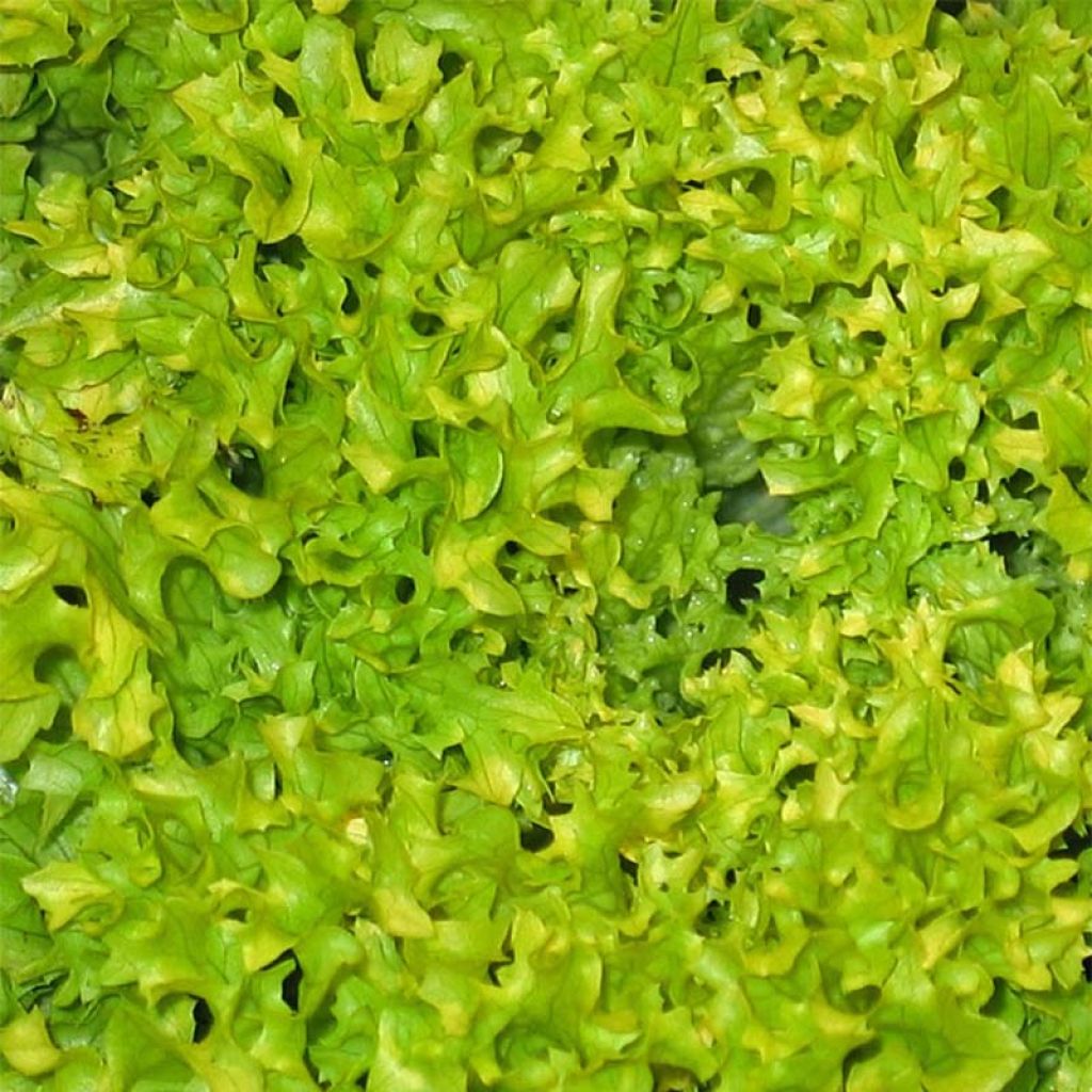 Tammenlehtisalaatti Green Salad Bowl luomu