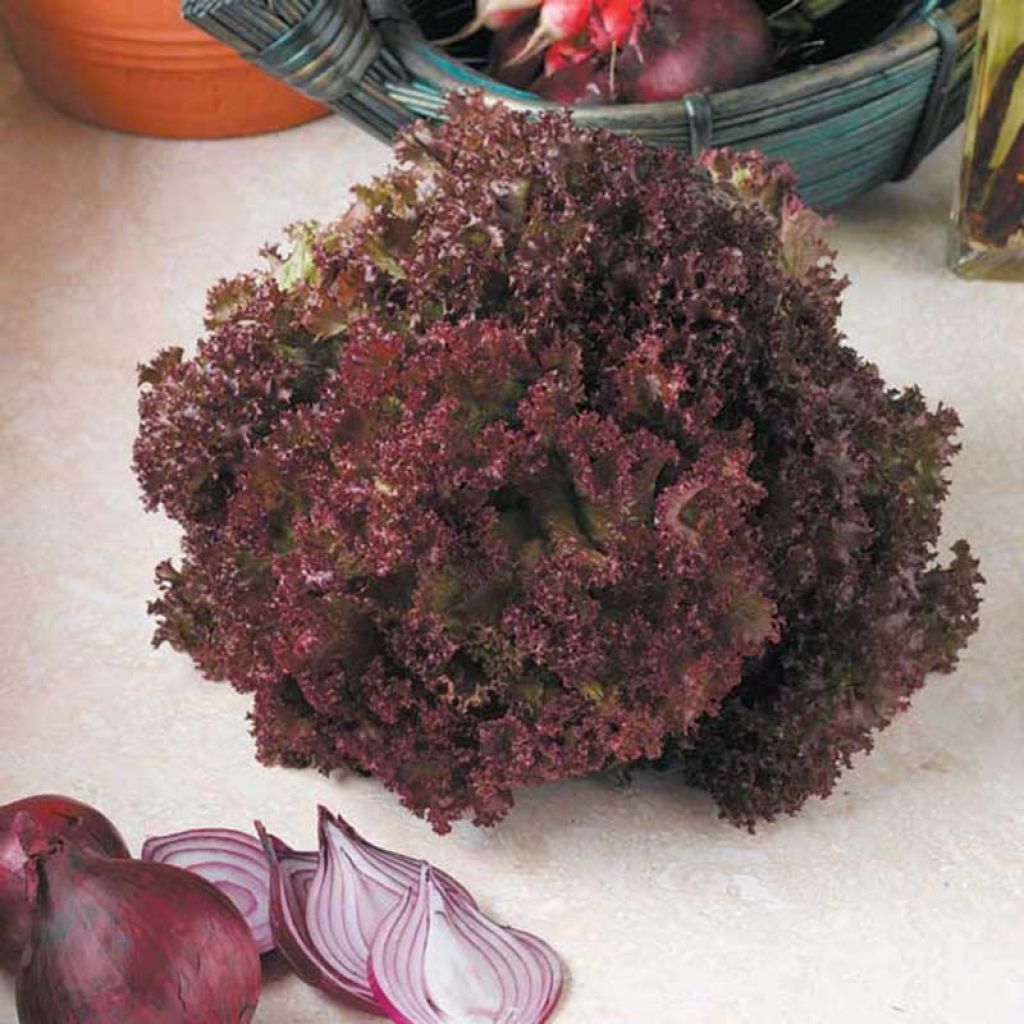 Salaatti Lollo Rossa