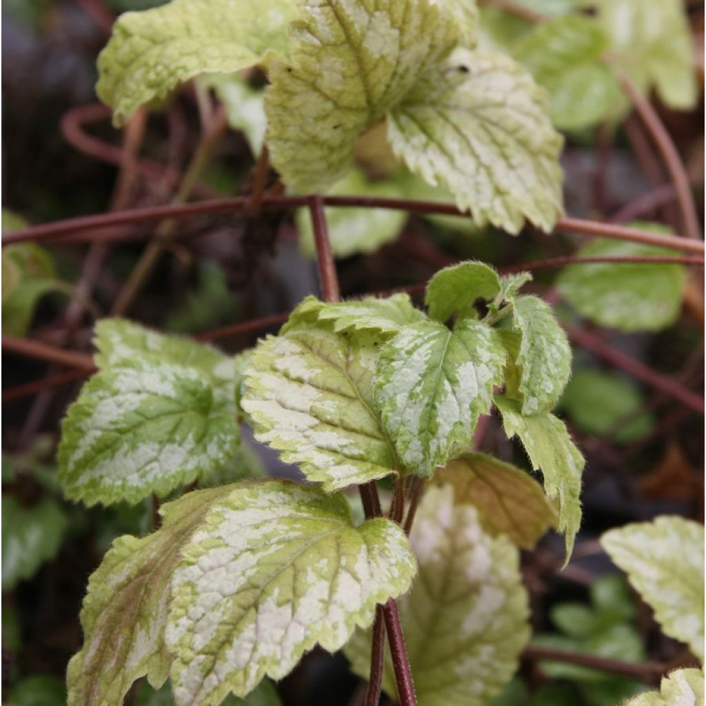 Keltapeippi Florentinum