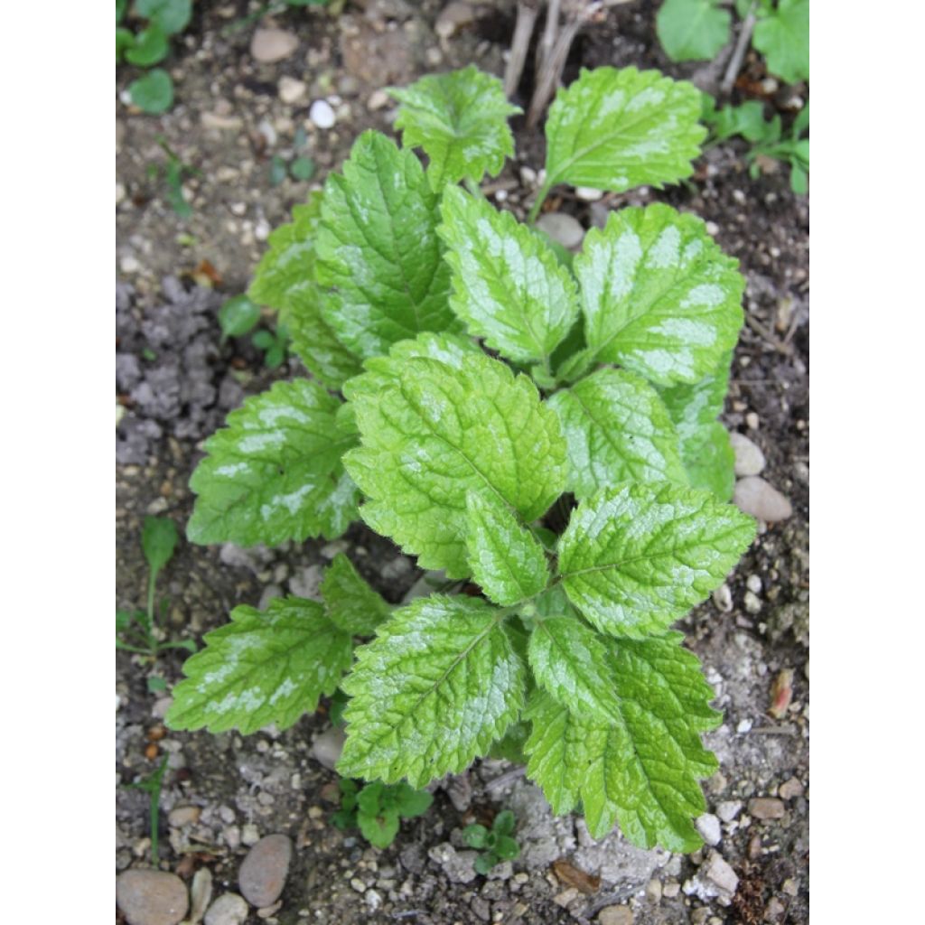 Keltapeippi Florentinum
