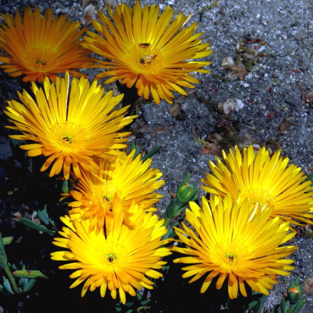 Oranssihelopäivikki Fleurs jaunes