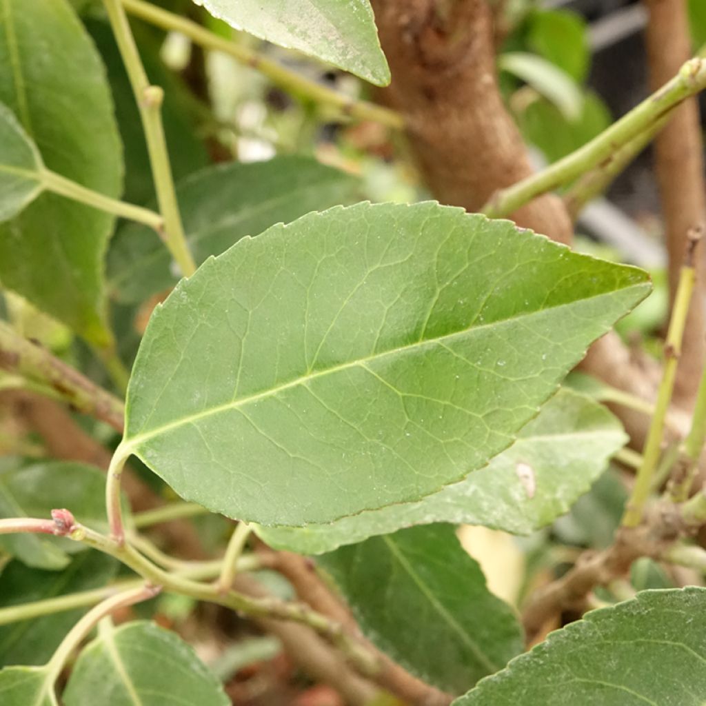 Portugalinlaakerikirsikka Myrtifolia