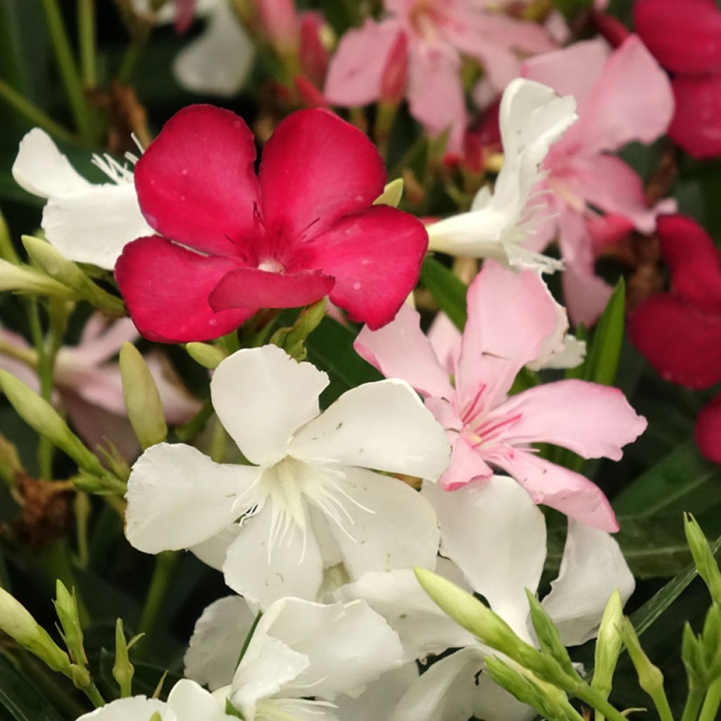 Oleanteri Mix Tricolor