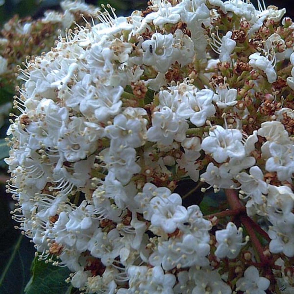Laakeriheisi - Viburnum tinus