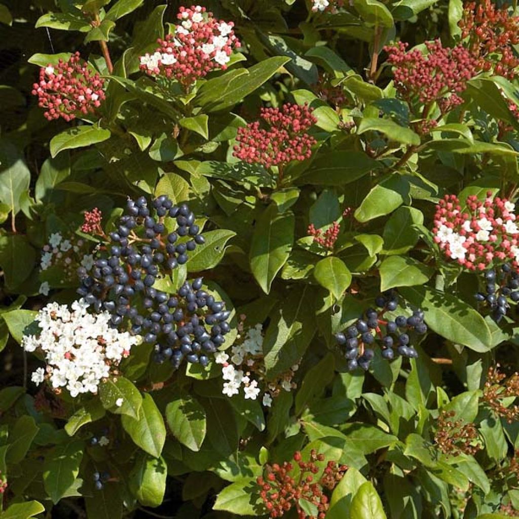 Laakeriheisi - Viburnum tinus