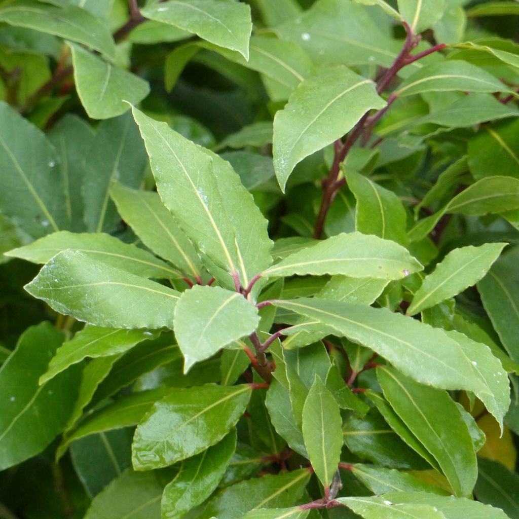 Välimerenlaakeri - Laurus nobilis