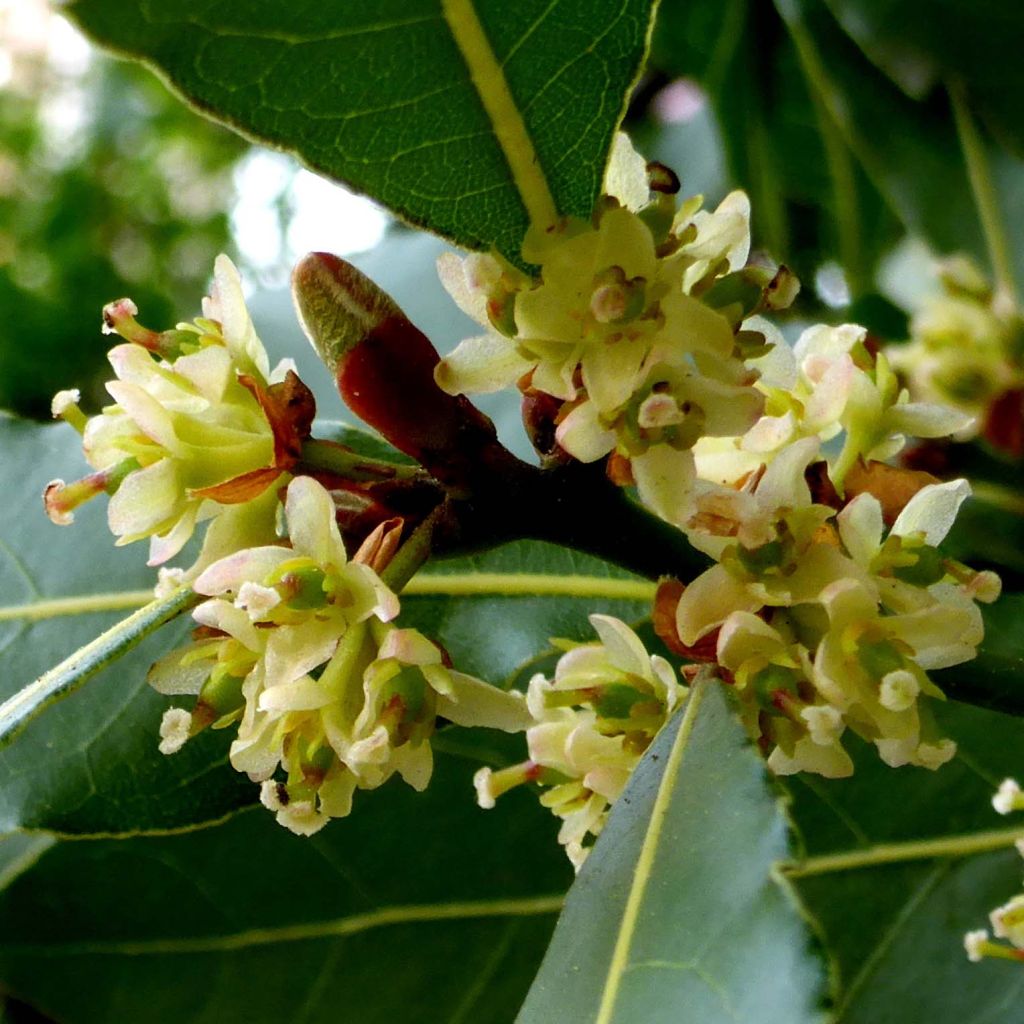 Välimerenlaakeri - Laurus nobilis