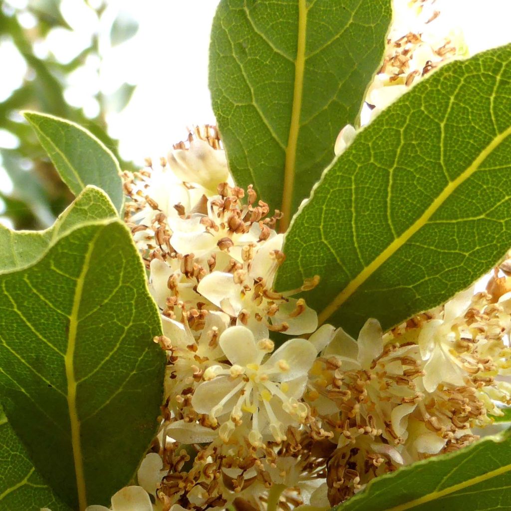 Välimerenlaakeri - Laurus nobilis