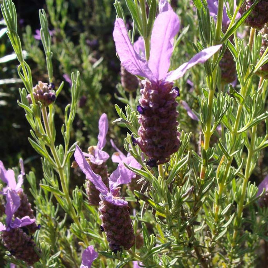 Tupsulaventeli (siemenet) - Lavandula stoechas