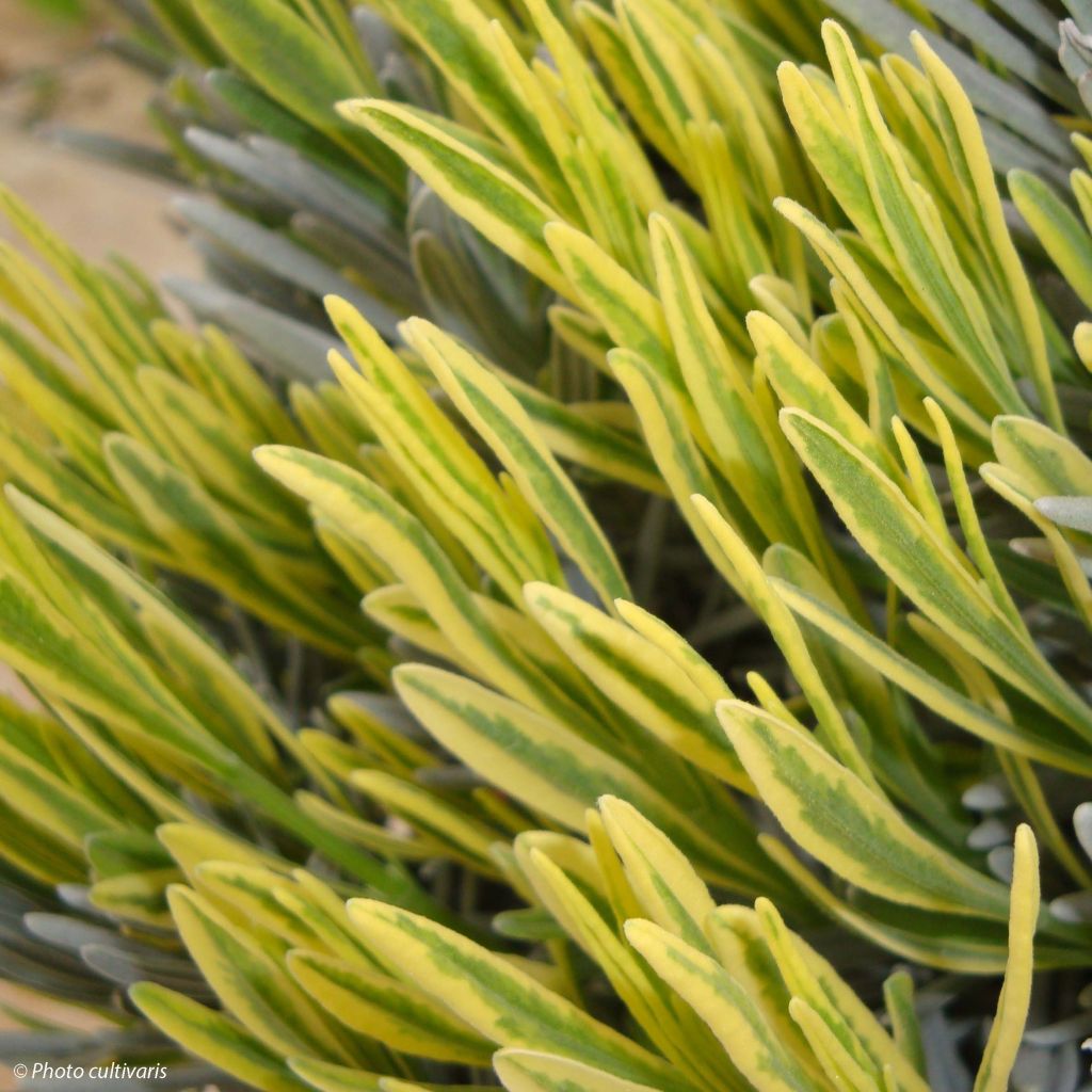 Rivieranlaventeli Platinum Blonde