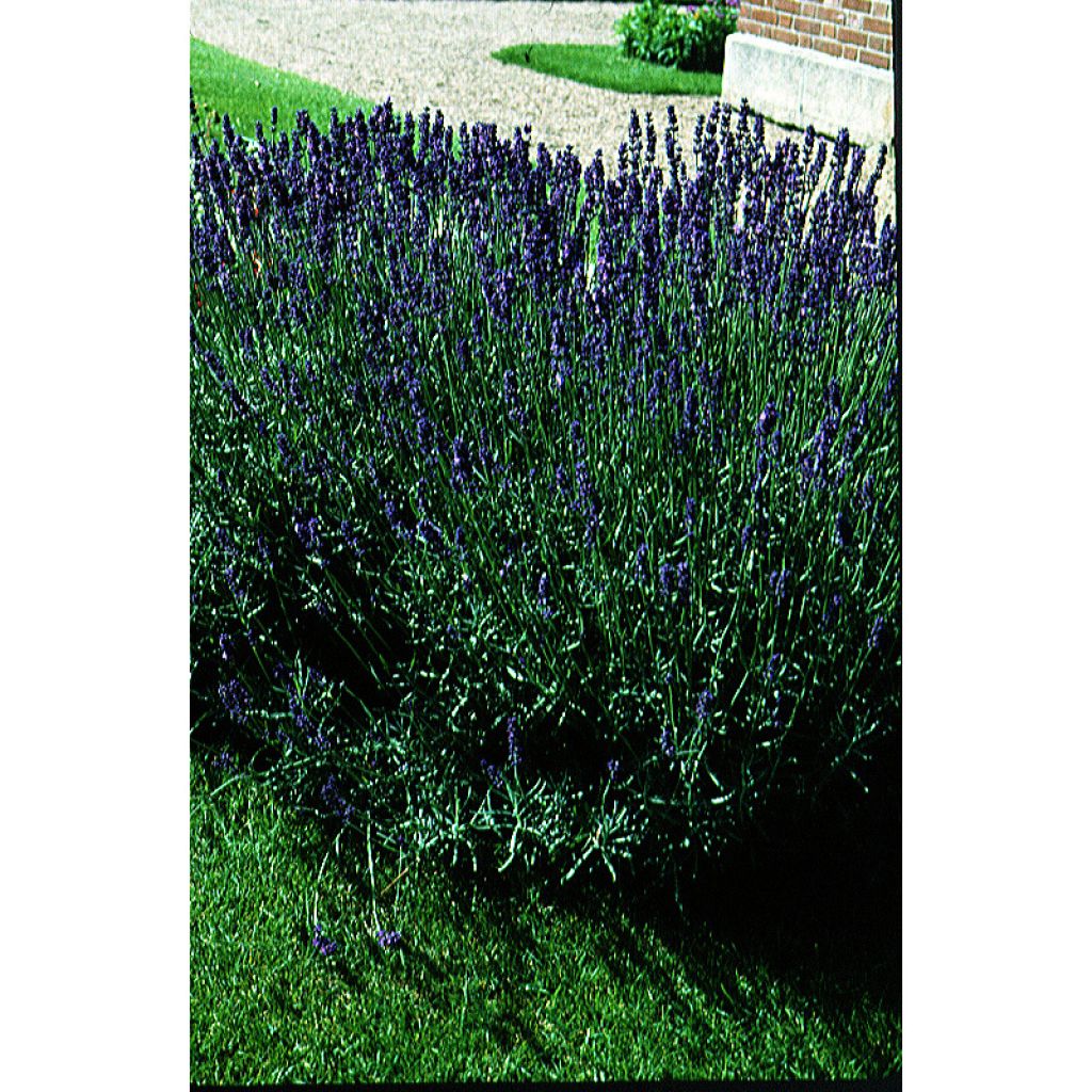 Tähkälaventeli luomu - Lavandula angustifolia