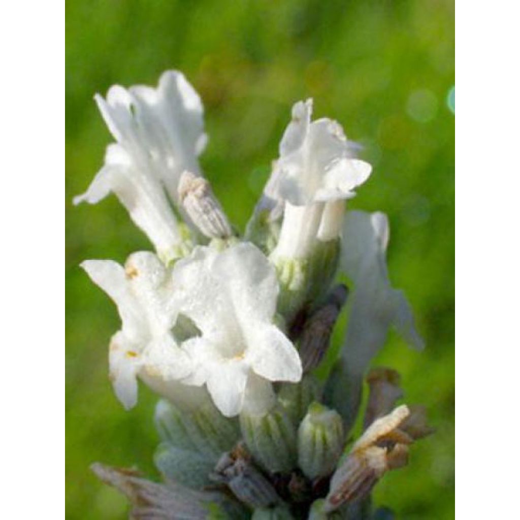 Tähkälaventeli Alba