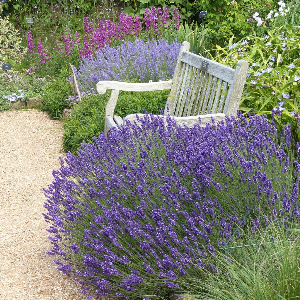 Tähkälaventeli Hidcote