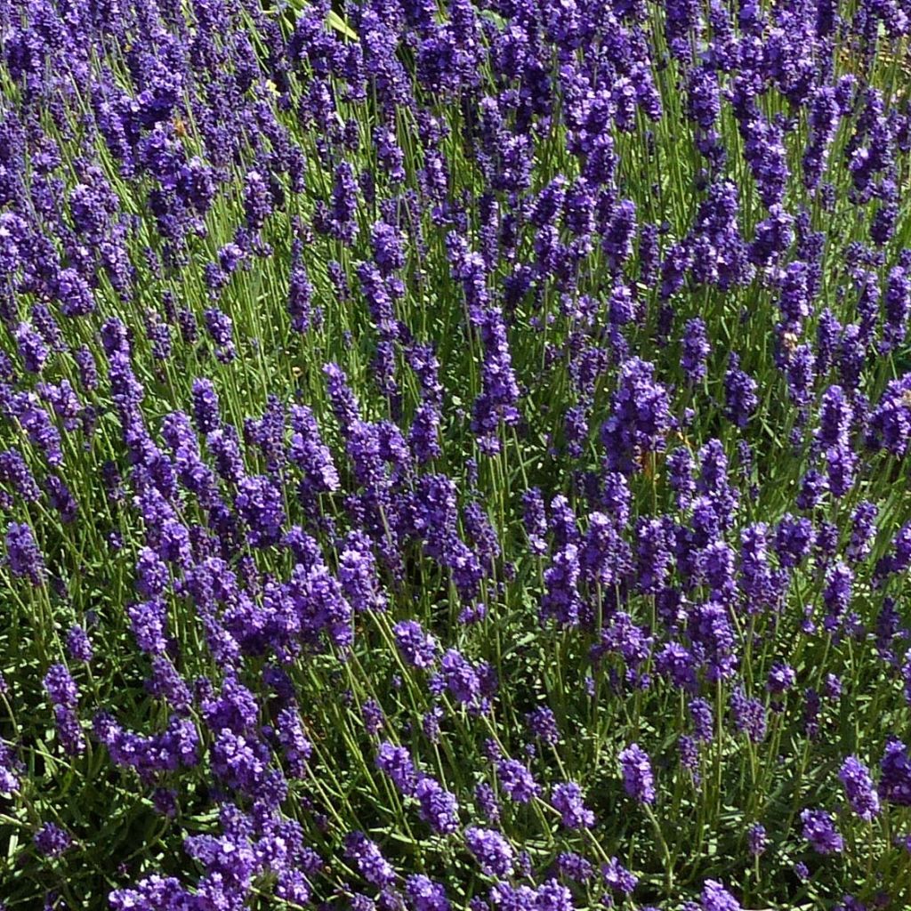 Tähkälaventeli Hidcote