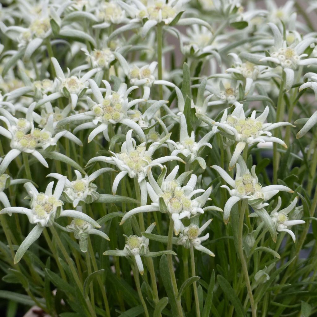Euroopanalppitähti Blossom of Snow