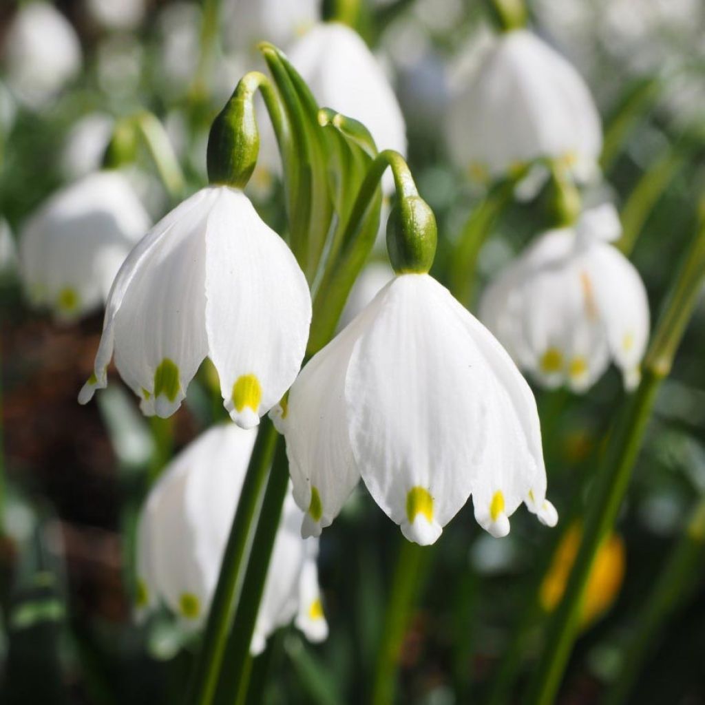 Kevätkello - Leucojum vernum