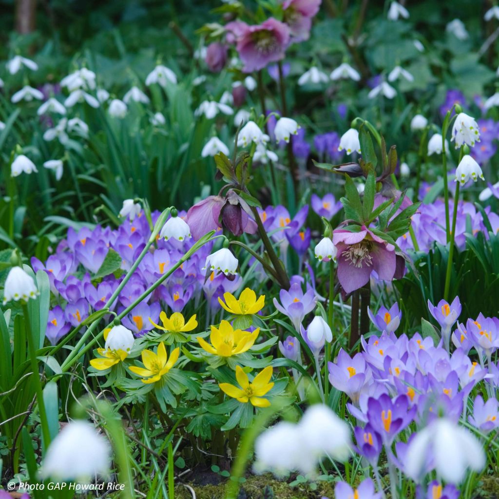 Kevätkello - Leucojum vernum