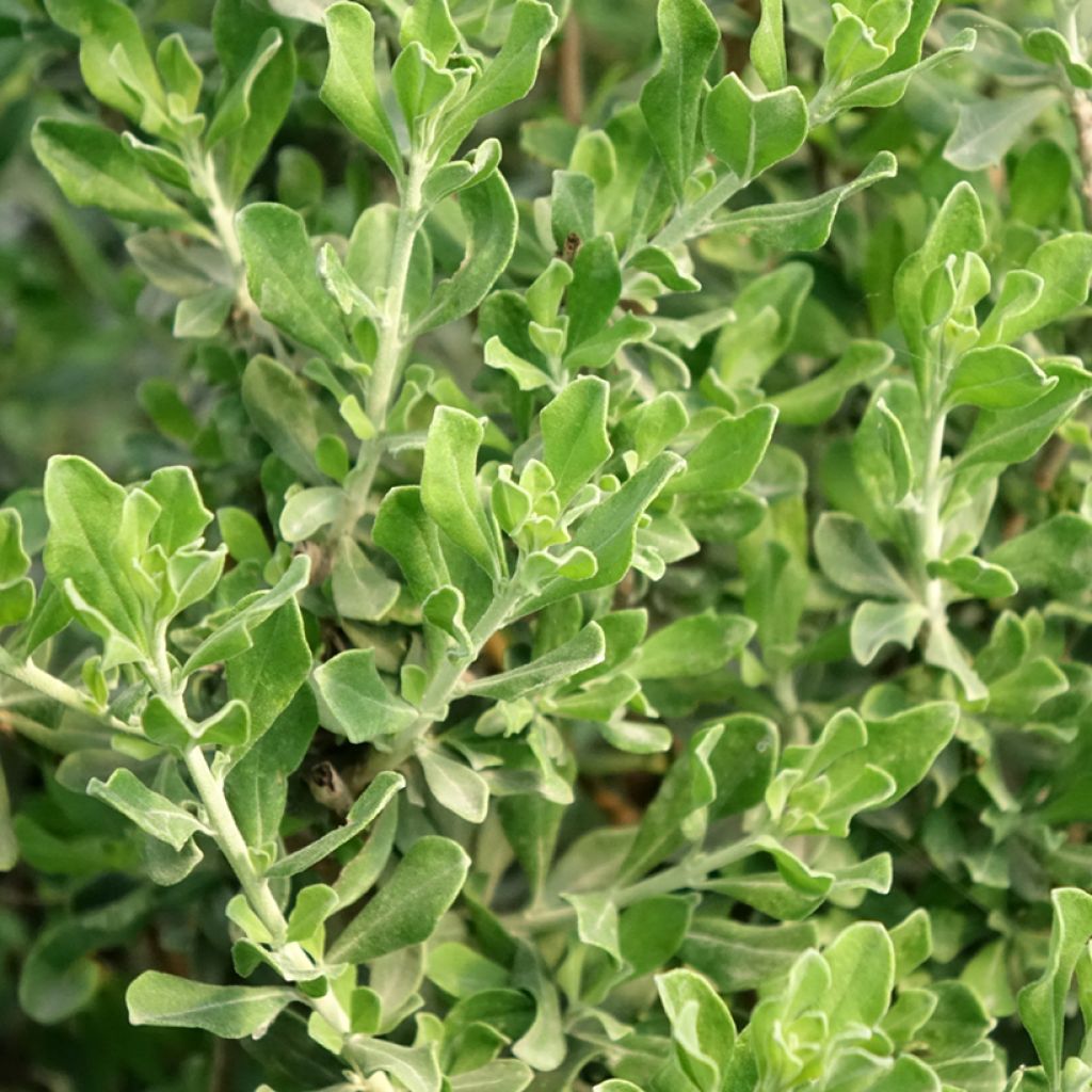 Leucophyllum langmaniae