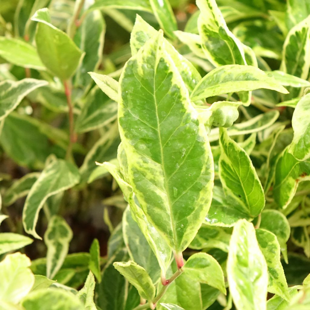 Leukotti Firestar