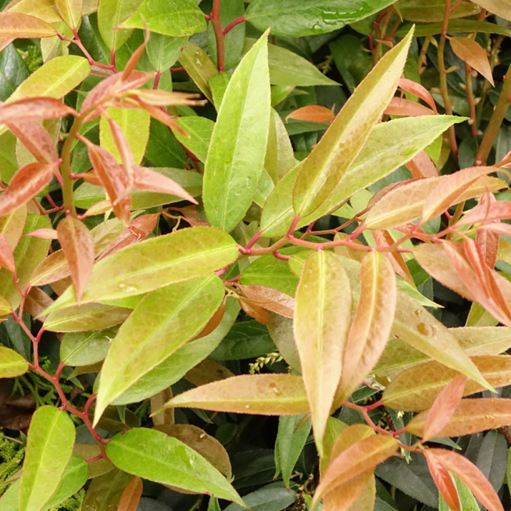 Leukotti Royal Ruby