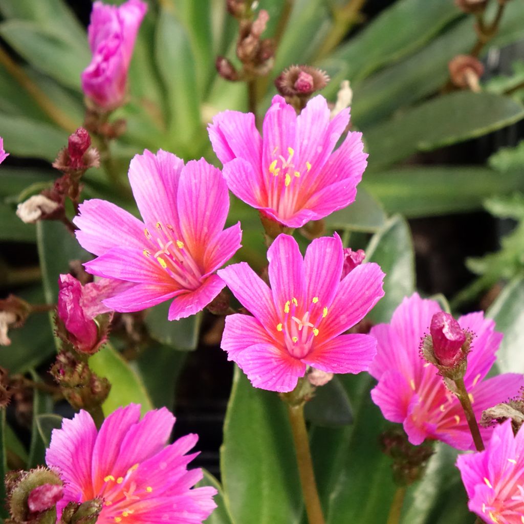 Kesälewisia Raspberry