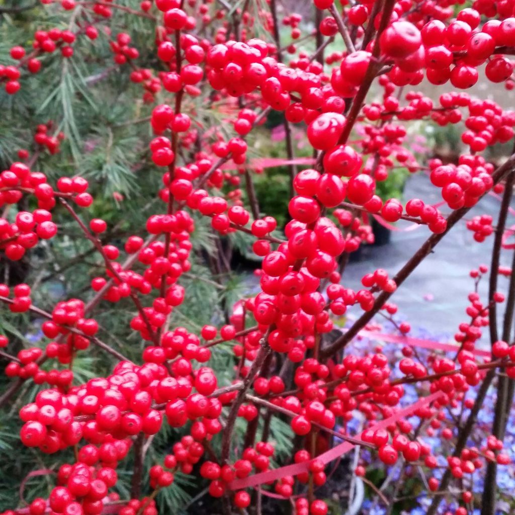 Kesälaakeri - Ilex verticillata