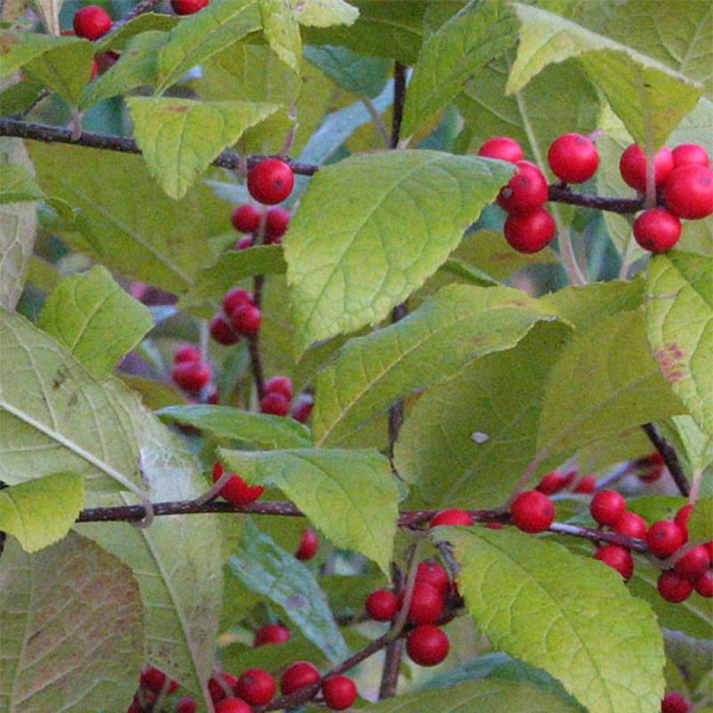 Kesälaakeri - Ilex verticillata