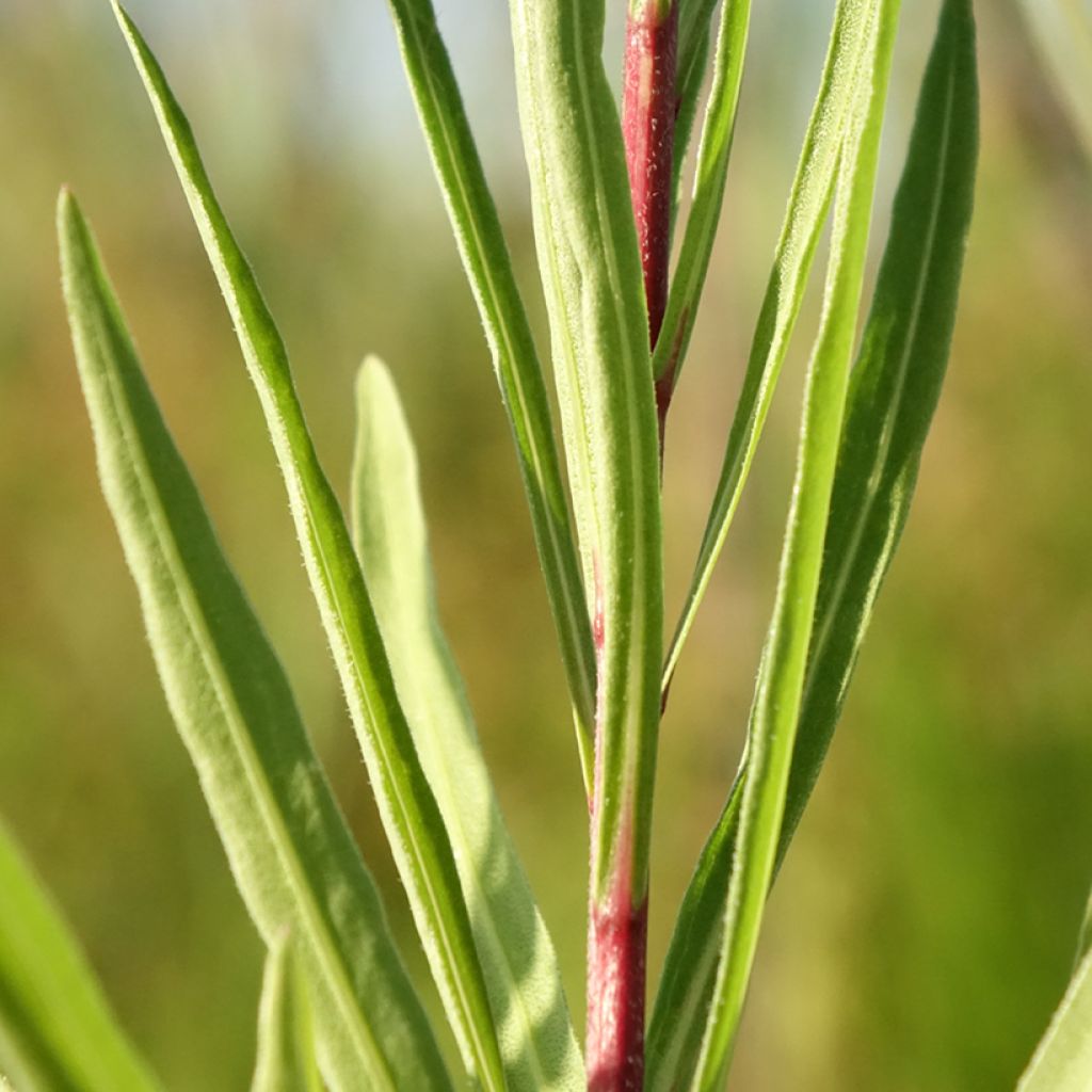 Punatähkä - Liatris ligulistylis