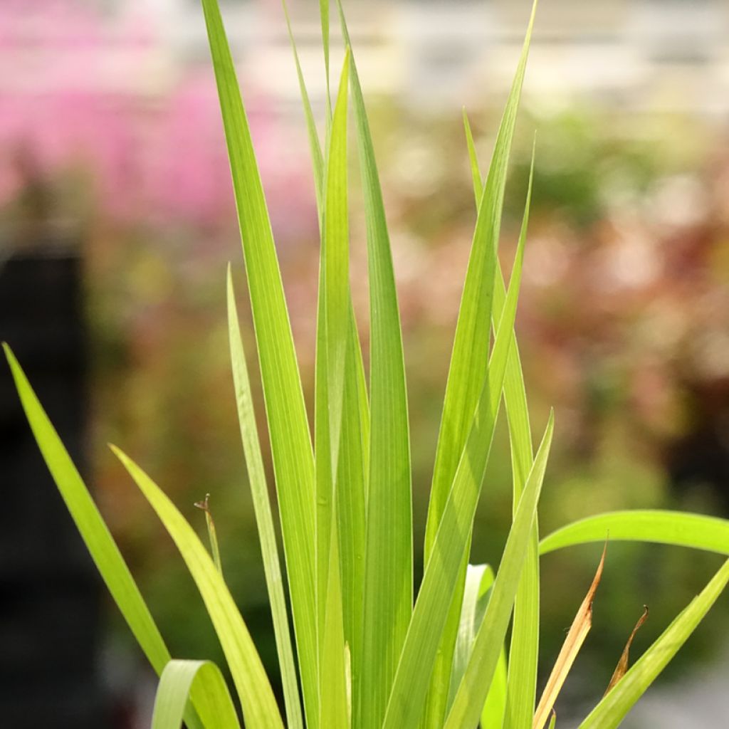 Libertia formosa
