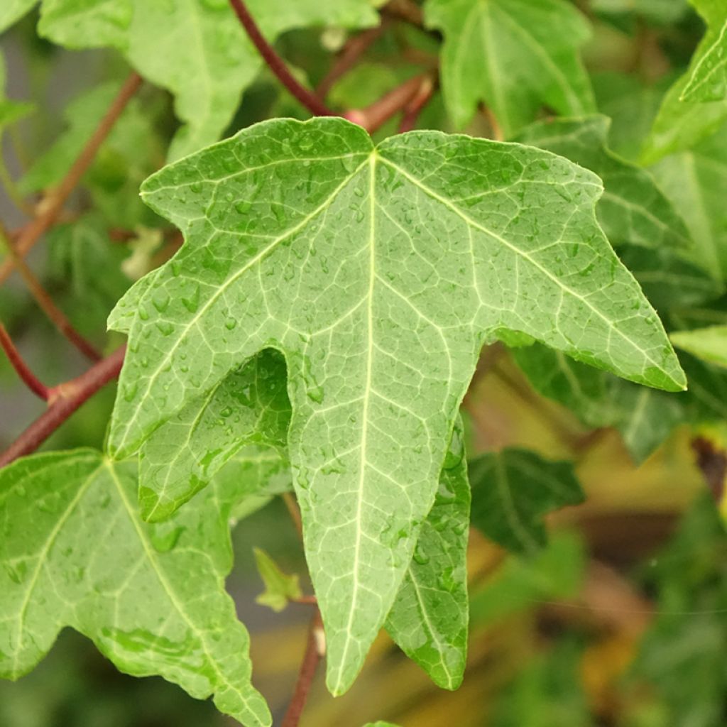 Aloe x Christmas Carol