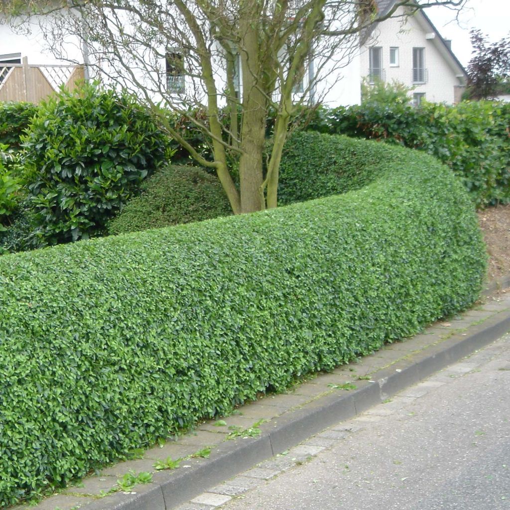 Soikkolikusteri - Ligustrum ovalifolium