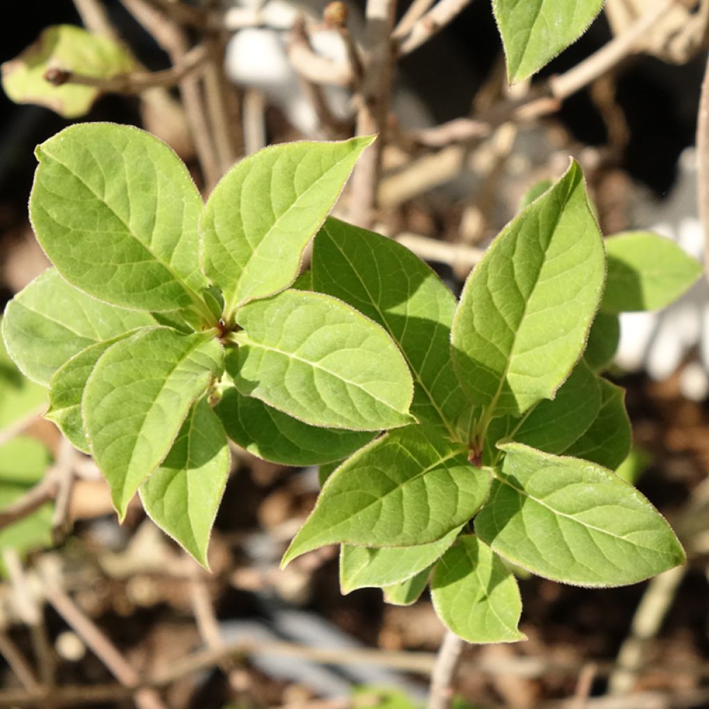 Unkarinsyreeni - Syringa josikae