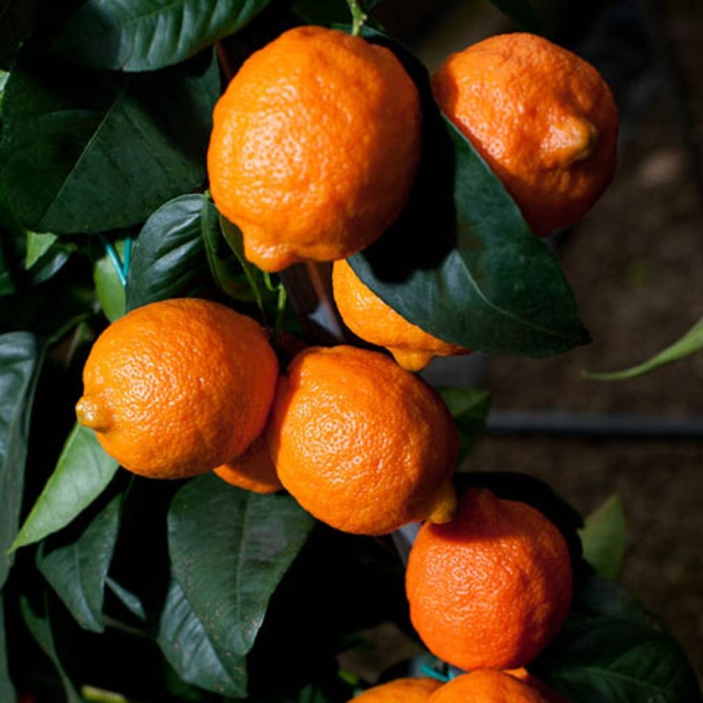 Limetti Red Lime