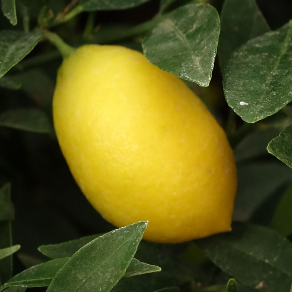 Limekvatti - Citrus floridana