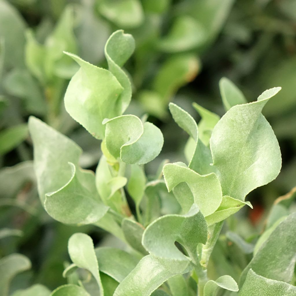 Ruusuviuhkio - Limoniastrum monopetalum