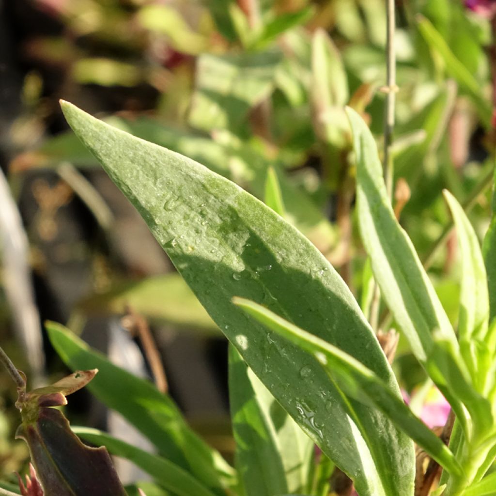 Sädekannusruoho - Linaria triornithophora