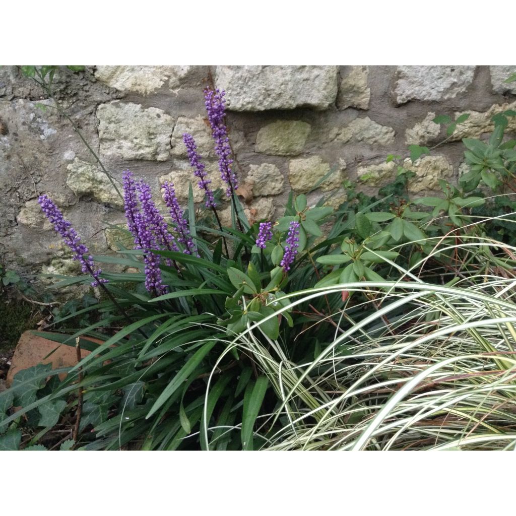 Apinanruoho - Liriope muscari