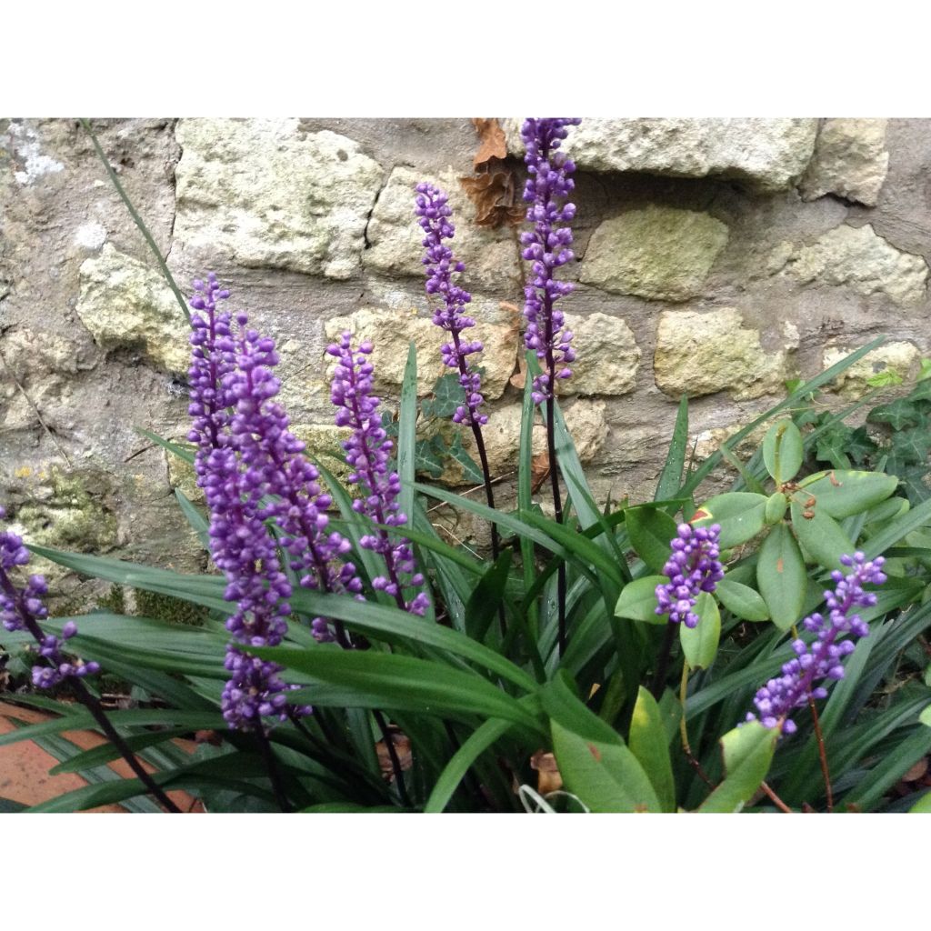 Apinanruoho - Liriope muscari