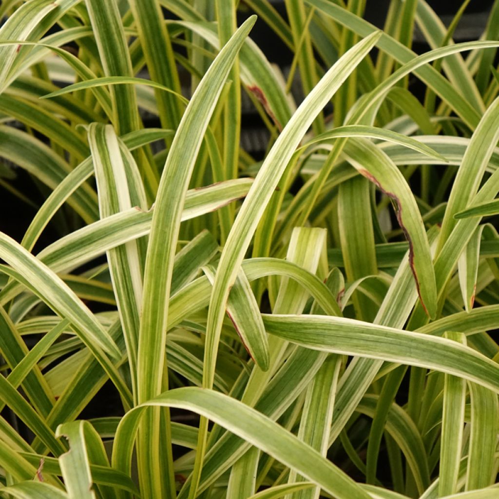 Apinanruoho Silvery Sunproof